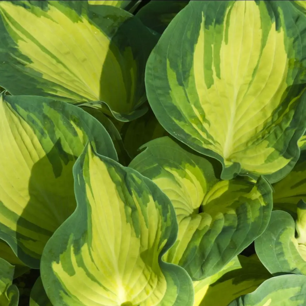 Hosta 'Stained Glass' - Potte 1 liter