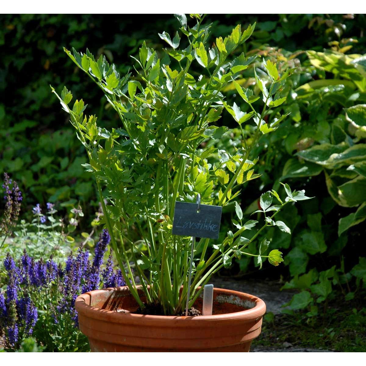Løvstikke - Potte 1 liter