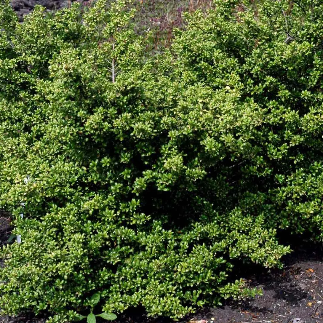 Dværgkristtorn 'Convexa'