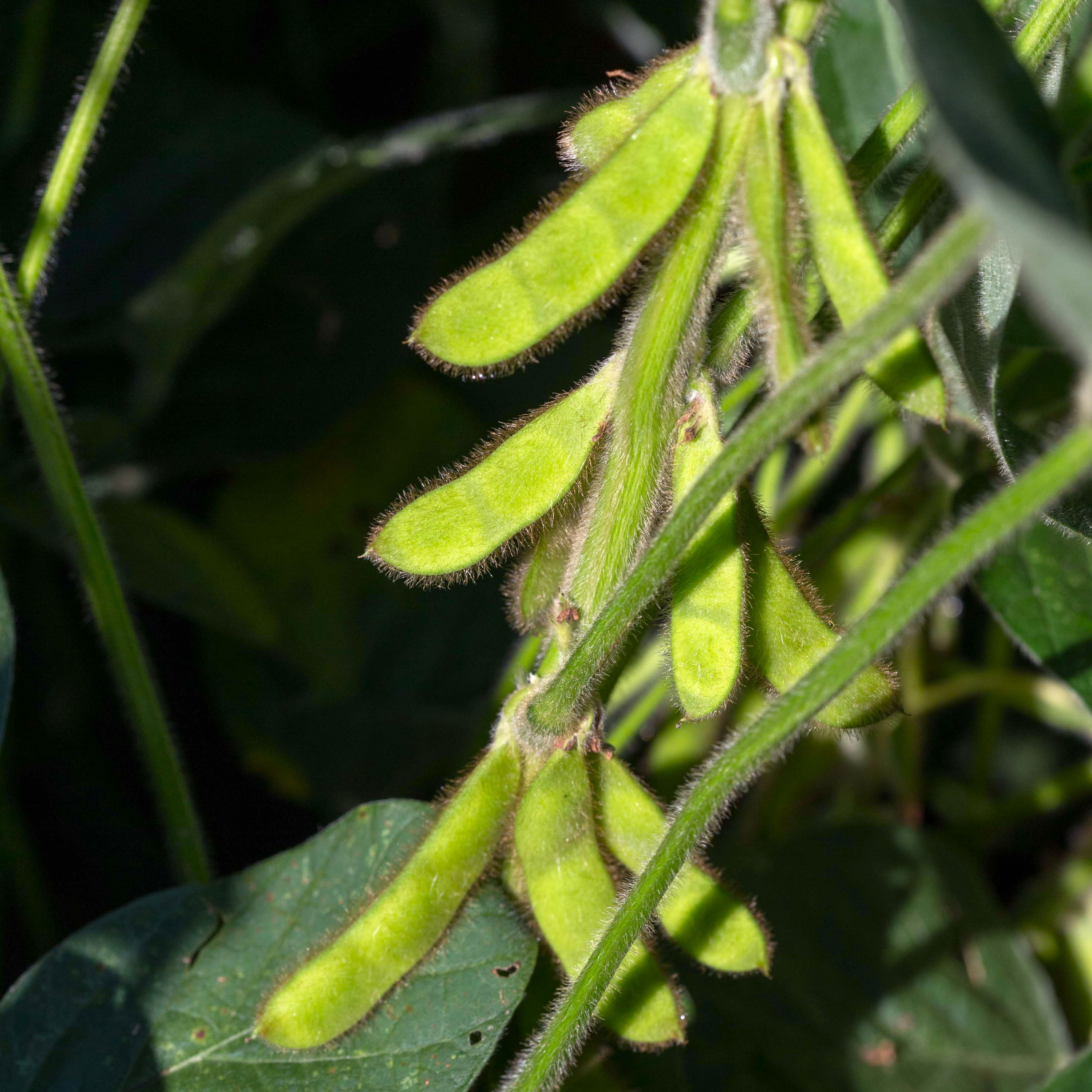 Edamamebønne Summer Shell
