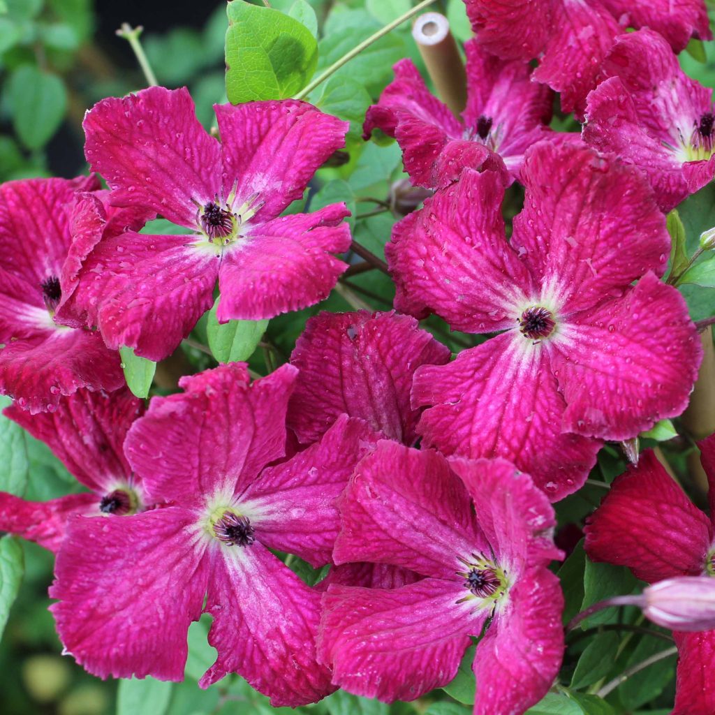 Italiensk Skovranke &apos;Kermesina&apos;.  Latinske navn: Clematis viticella &apos;Kermesina&apos;
