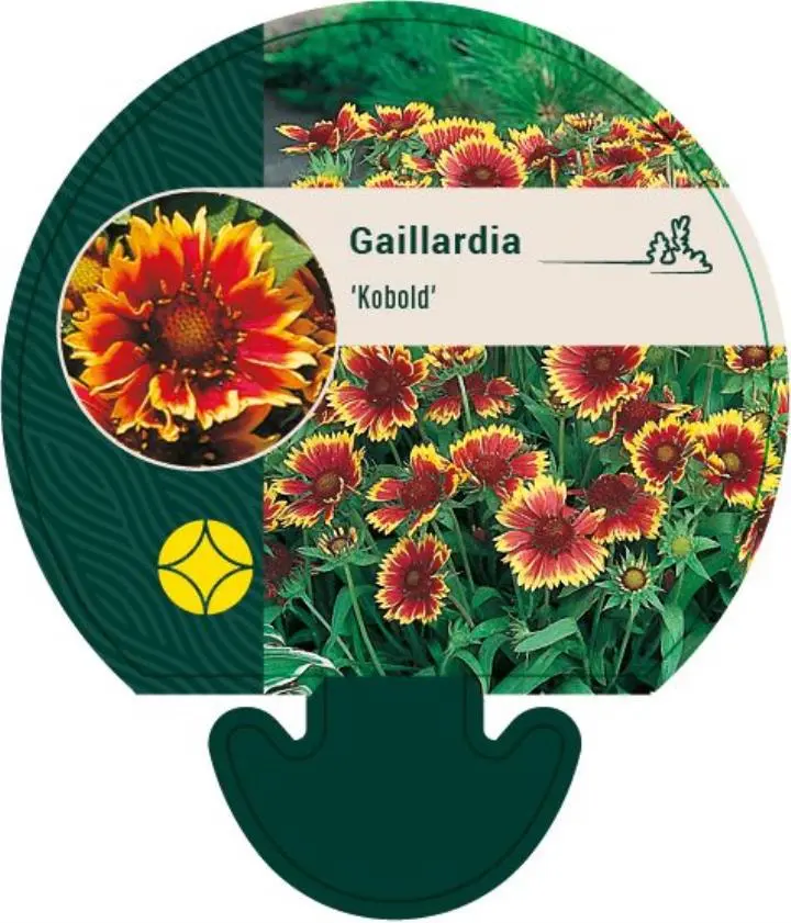 Kokardeblomst - Potte 0,8 Liter
