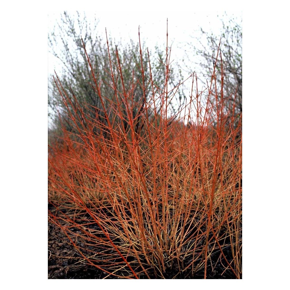 Orangegrenet kornel &apos;Winter Beauty&apos;