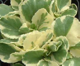 Stenhøjsguldregn &apos;Variegatum&apos;