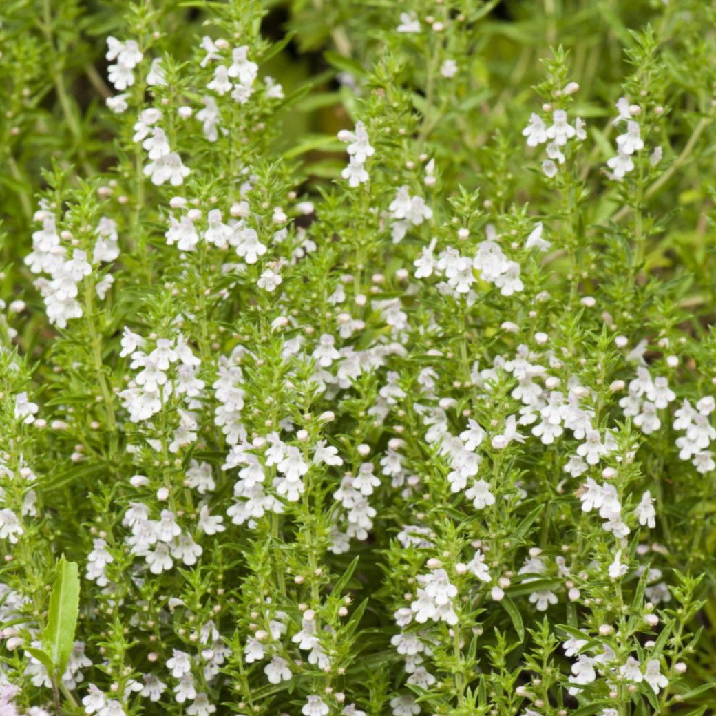 Vintersar / Peberurt