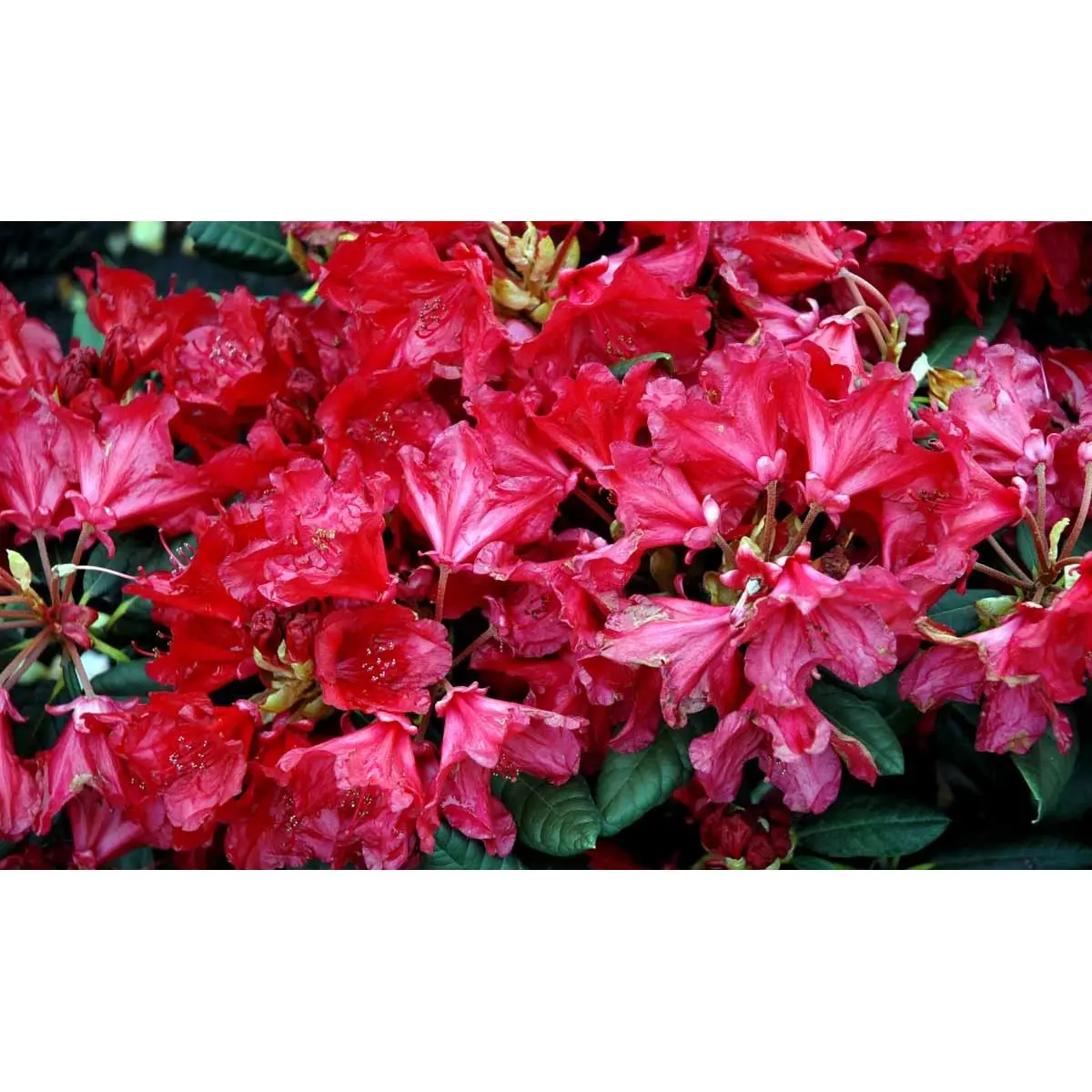 (yak.) &apos;September Red&apos;