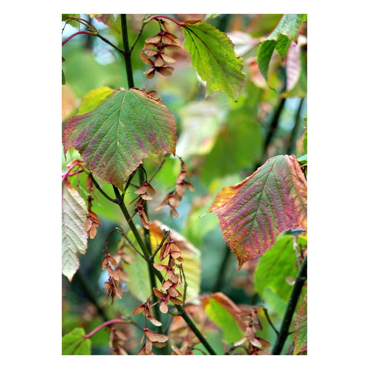Acer rufinerve
