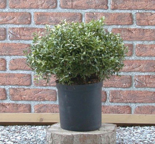 Småbladet Buksbom &apos;Mimer&apos;