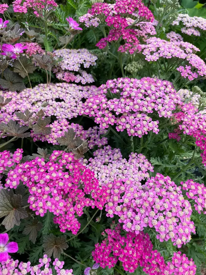 Røllike 'Milly Rock Rose' - Potte 1 liter