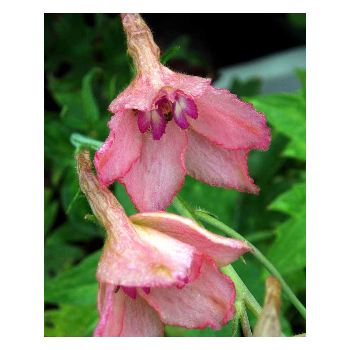 Ridderspore &apos;Pink Sansation&apos;