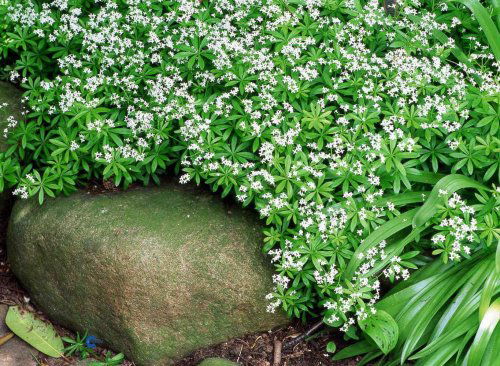 Galium odoratum, Skovmærke, Lav vandrende staude, 15-20 cm. Små, smalle, kransstillede, lysegrønne blade. Små, hvide blomster i skærmlignende stande Blomstrer i maj-juni. Hele planten er aromatisk og bevarer duften ved tørring Velegnet til bunddække Trive