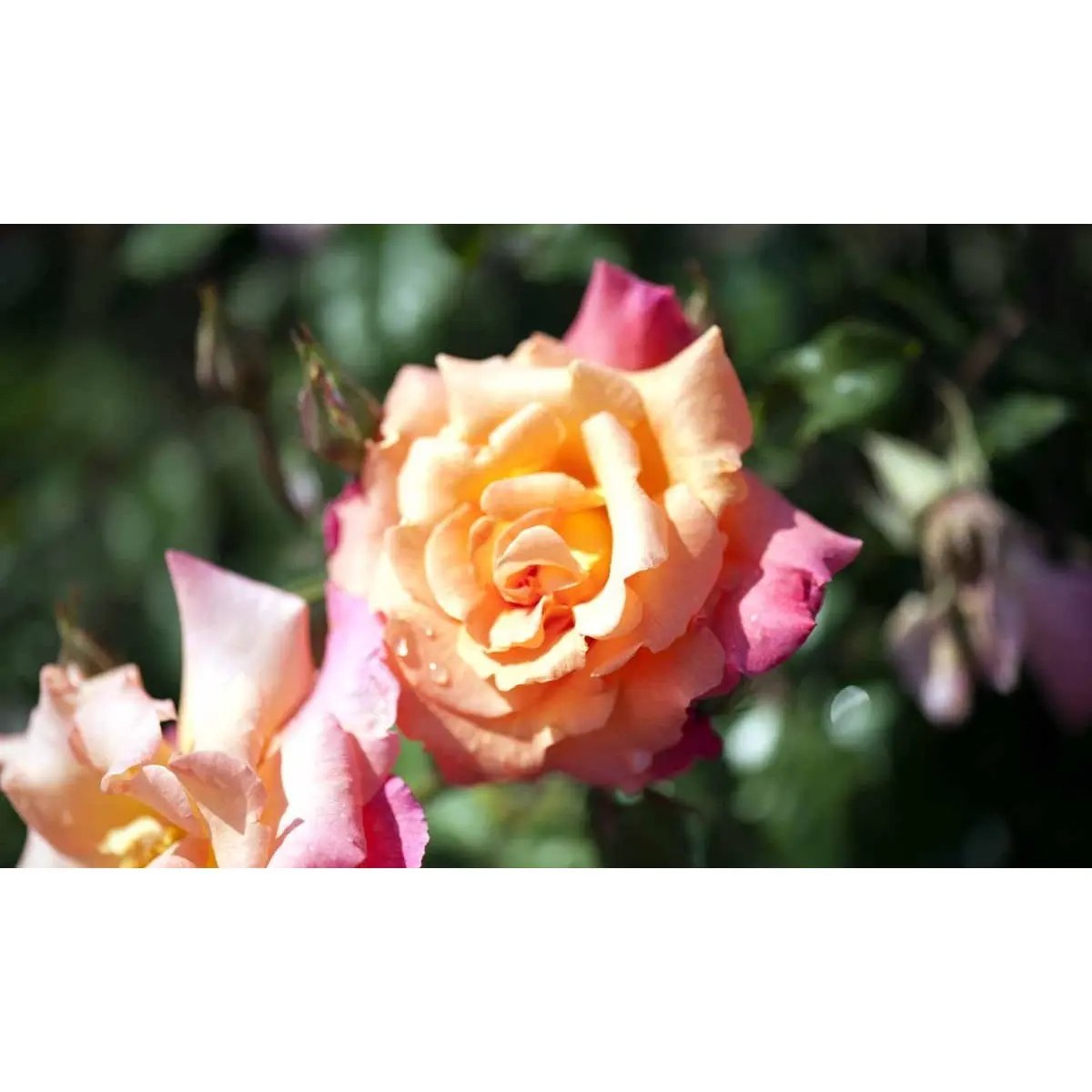 &apos;Freisinger Morgenröte&apos;