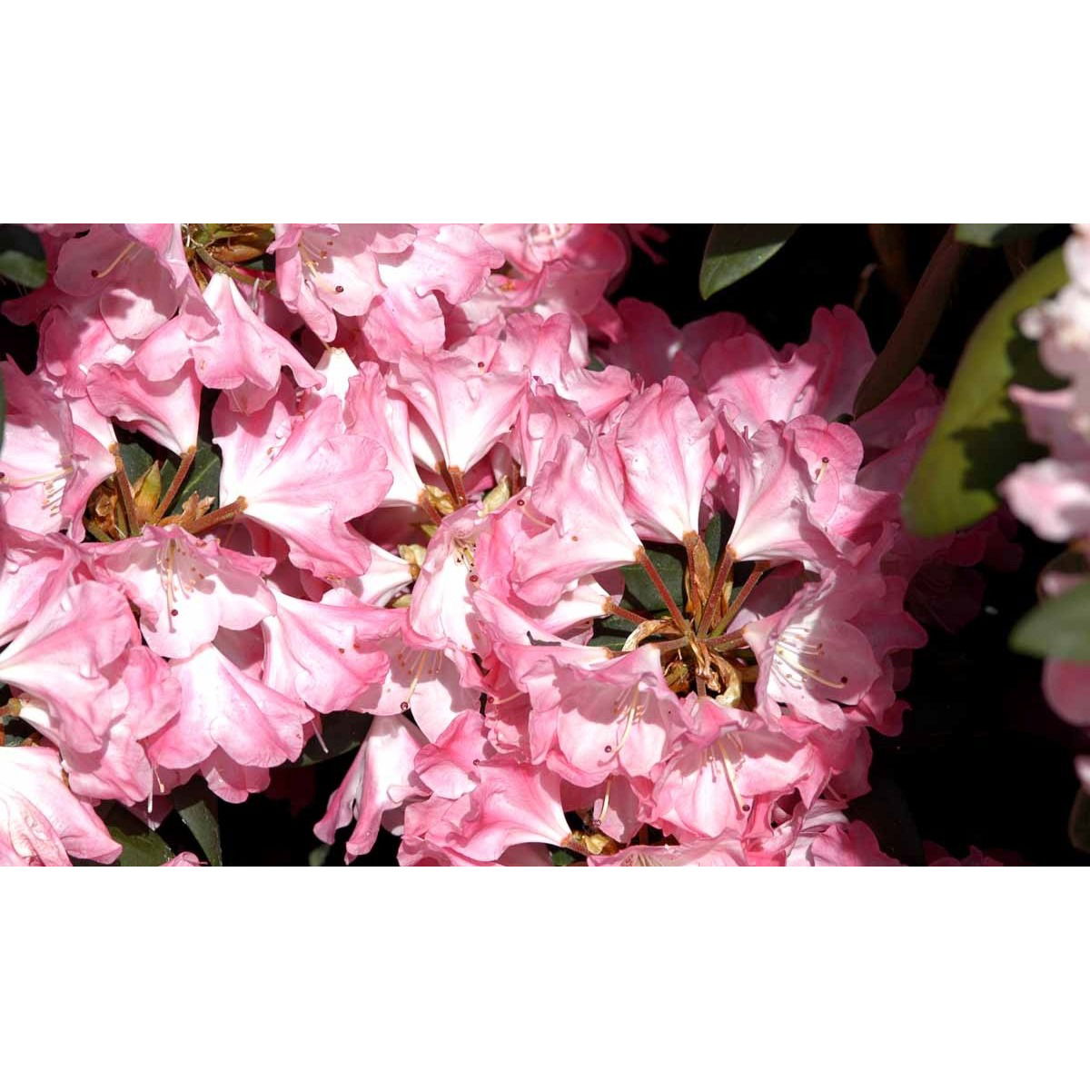 &apos;Anuschka&apos;