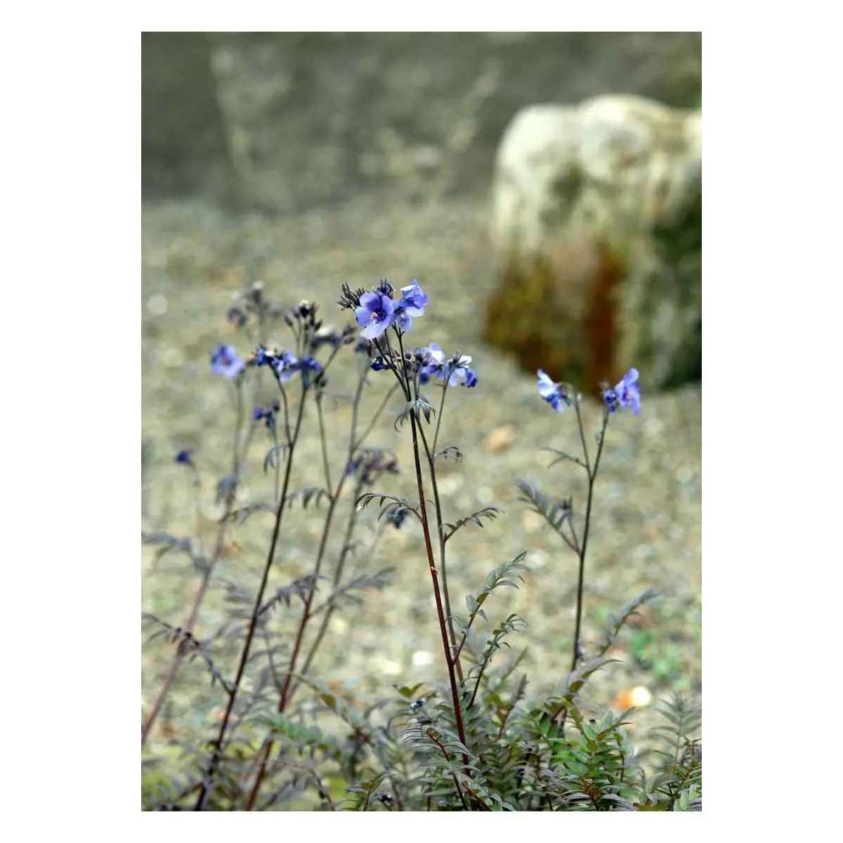 Jacobstige 'Purple Rain' - Potte 1 liter