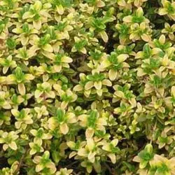 Thymus citriodorus &apos;Aureus&apos;, Citrontimian &apos;Aureus&apos;, Højde: 15 cm.  Farve: lys lilla blomster over det tætte gulgrønne løv, krydderurt, biblomst  Blomstringsmåned: juni - august  Lyskrav: sol  Bunddække - gruppe, til stenbed, ved mur og
