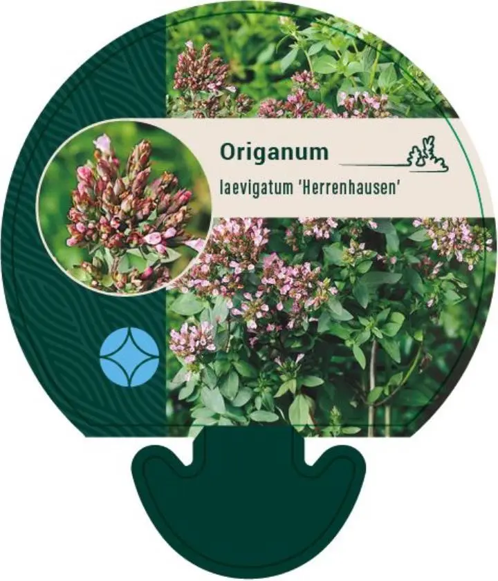 Merian - Potte 0,8 Liter