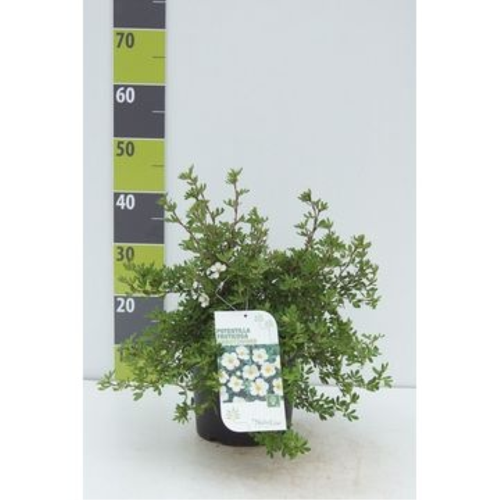 Potentilla 'Abbotswood' - Potte 4,5 liter