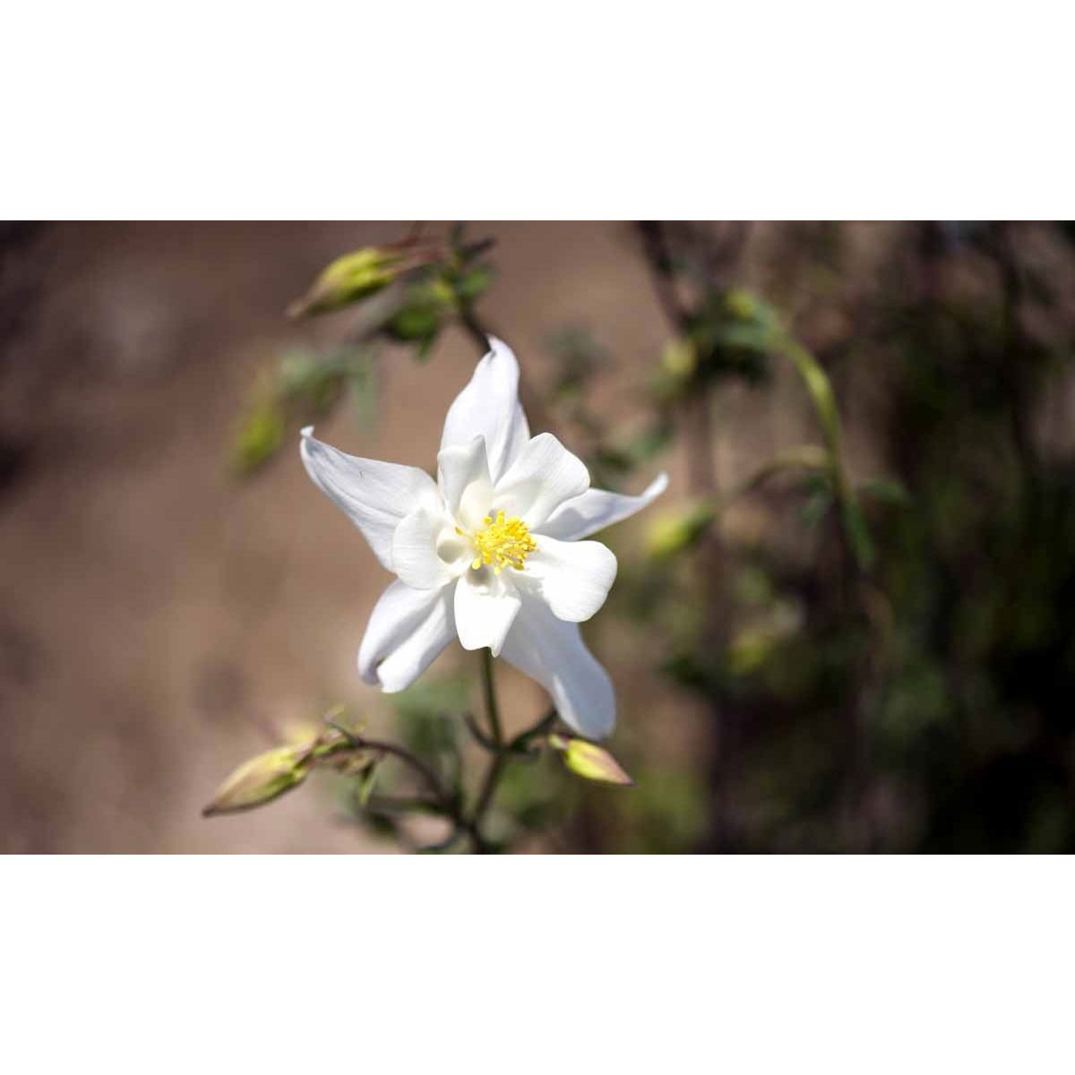 Langsporet Akeleje &apos;Kristall&apos;