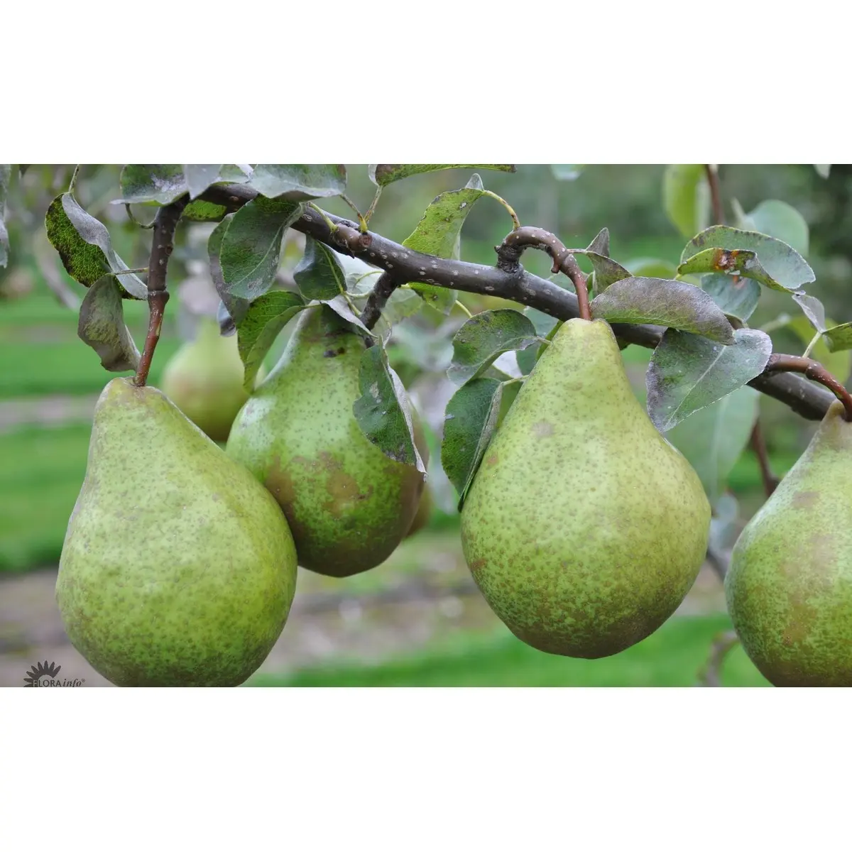 Pære &#39;Katrine&#39; - Havefrugttræ - A-kvalitet  4-8 grene. 120-160 cm. Potte, (Kvæde A)