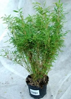 Gul Dværg Bambus &apos;Bimbo&apos;