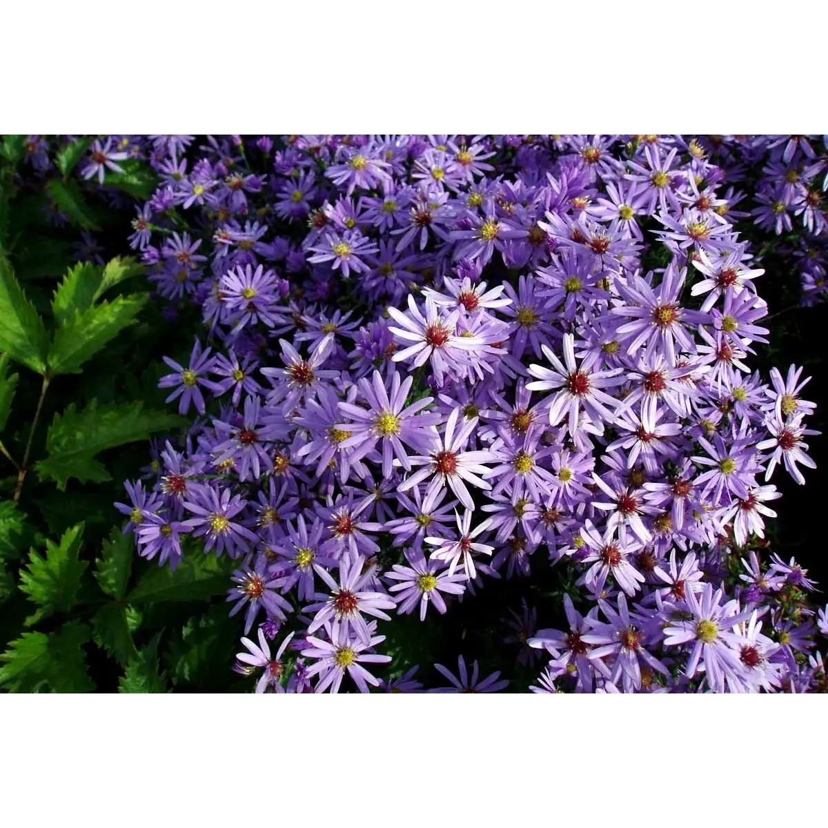 Hjertebladet Asters 'Little Carlow' - Potte 1 liter
