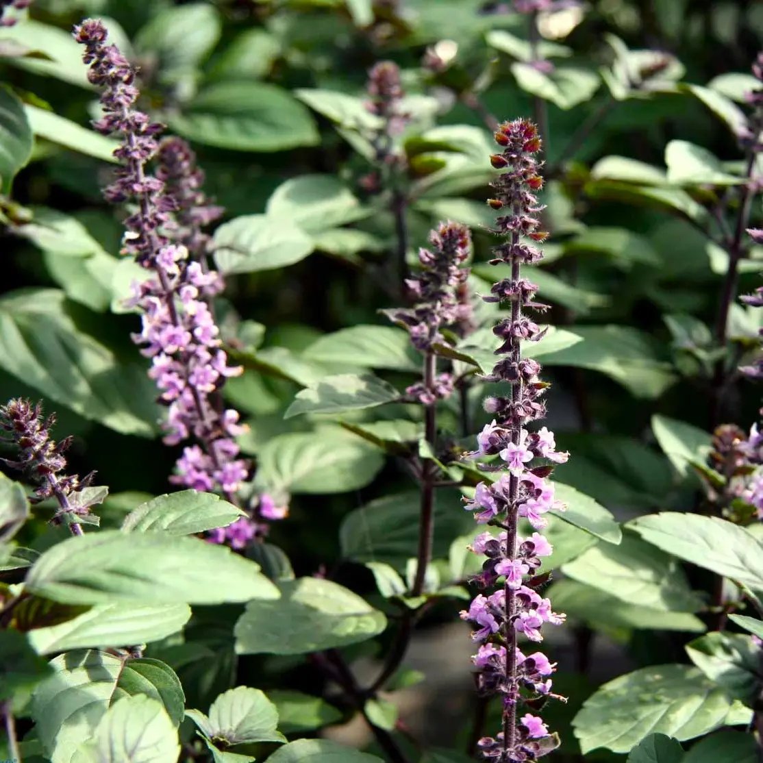 Kanelbasilikum Cinnamon