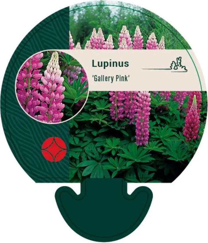 Staudelupin - Potte 0,8 Liter