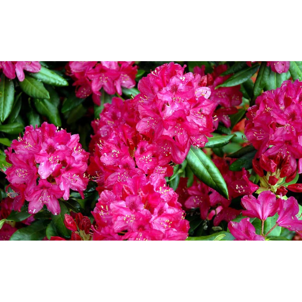 &apos;Nova Zembla&apos;