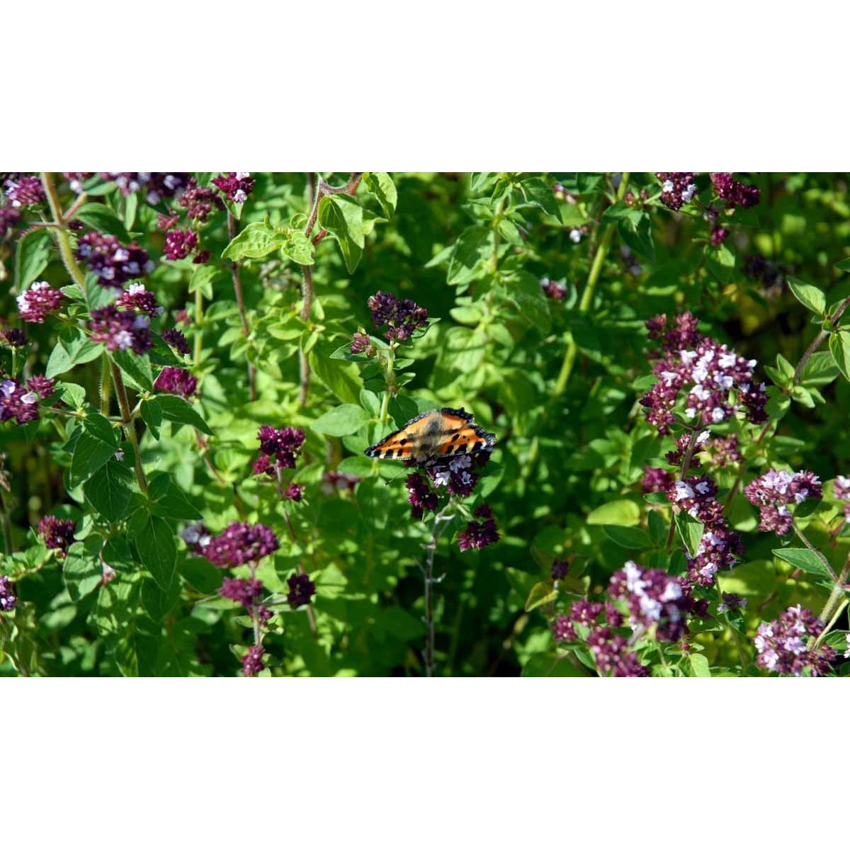 Oregano - Potte 1 liter