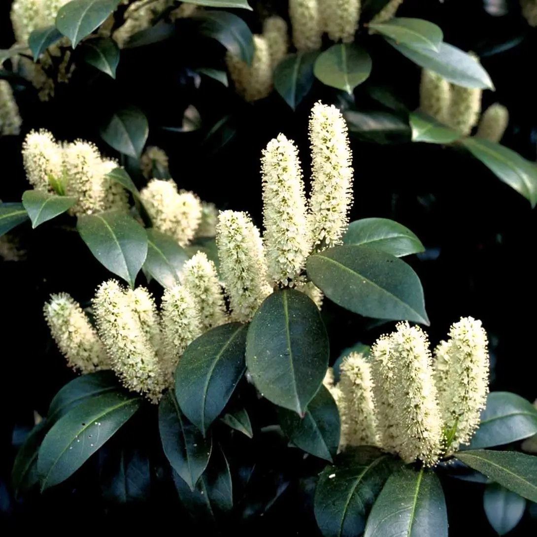 Kirsebærlaurbær Caucasica