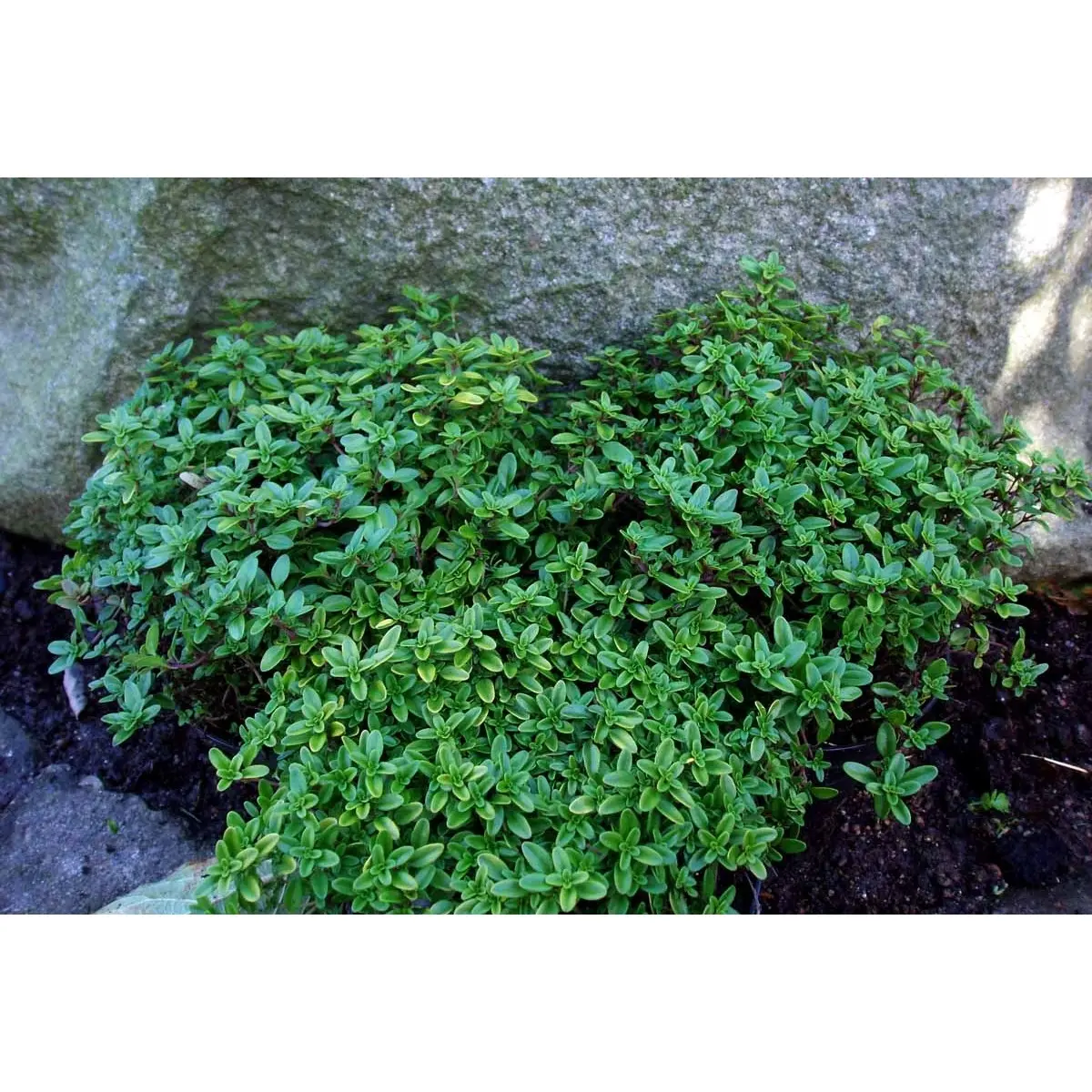 Citrontimian 'Golden Dwarf' - Potte 1 liter