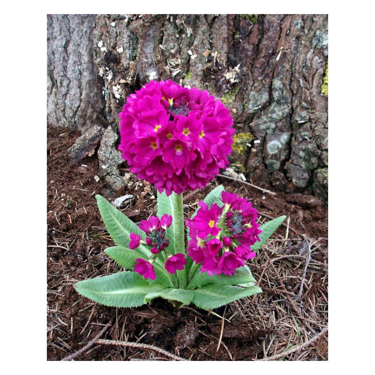 Kugleprimula