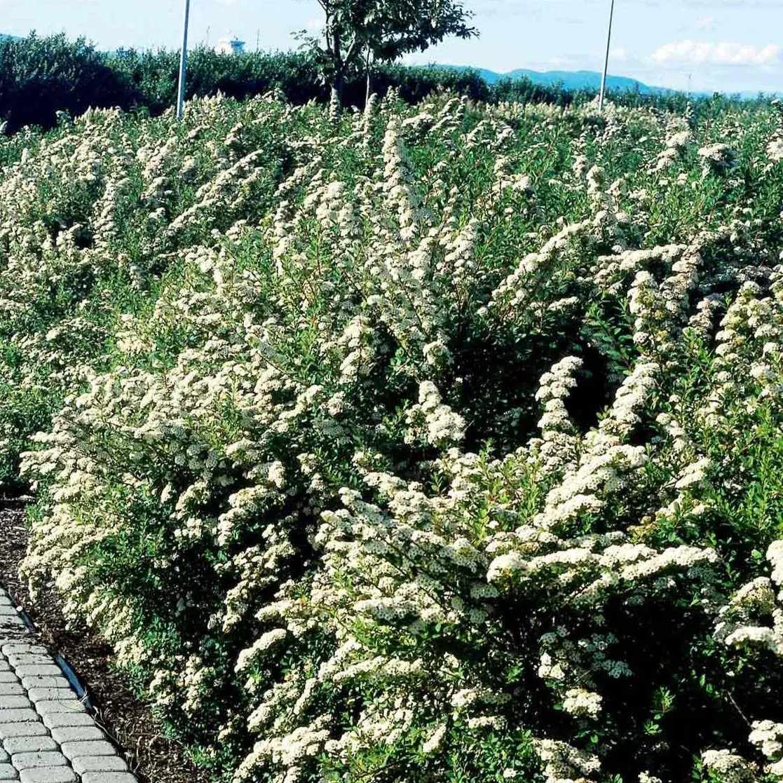 Spiræa Snowmound