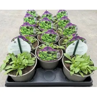 Issalat /Ismiddagsblomst - Potte 1 liter