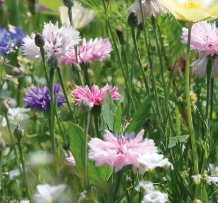 Blomsterblanding - Nektar 1