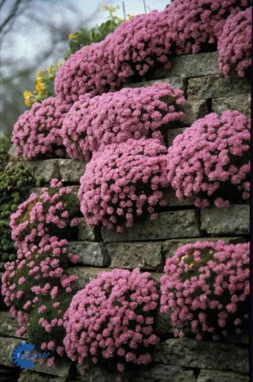 Armeria juniperifolia, Engelsk Græs, 5 - 10 cm tæt pudeformet vækst, nåleagtige blade, sartrosa blomsterhoveder maj sol solitært - gruppe i fx veldrænet stenbed, krukke og på mur