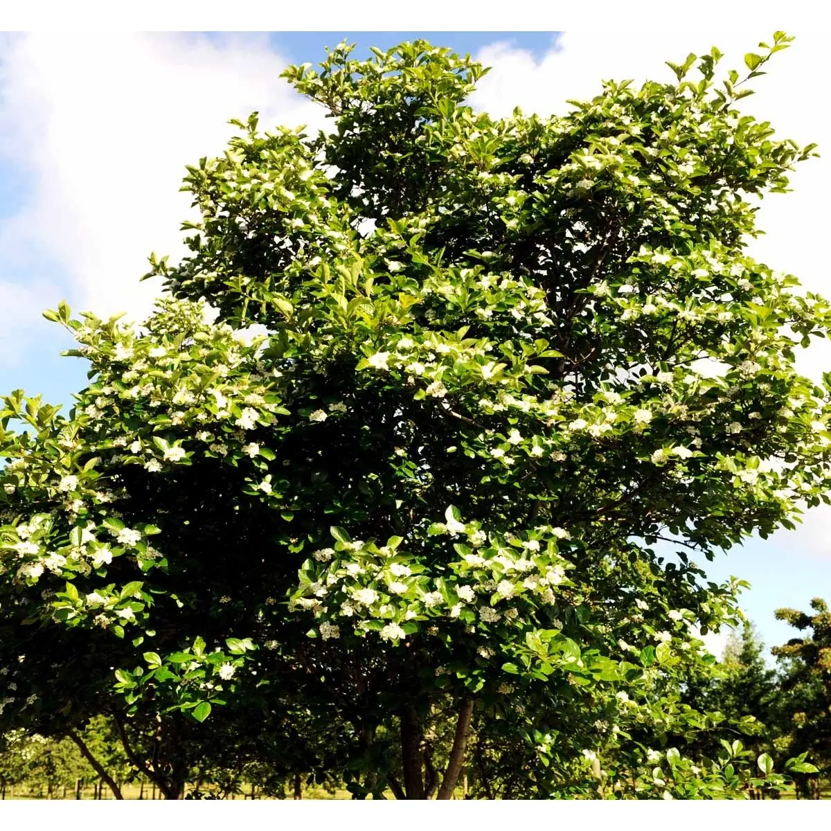 Blommebladet Tjørn &apos;Splendens&apos;