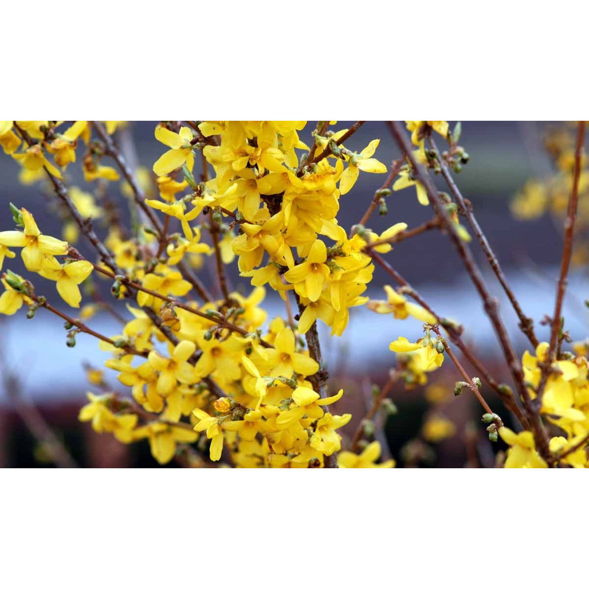 Vårguld &apos;Lynwood&apos;