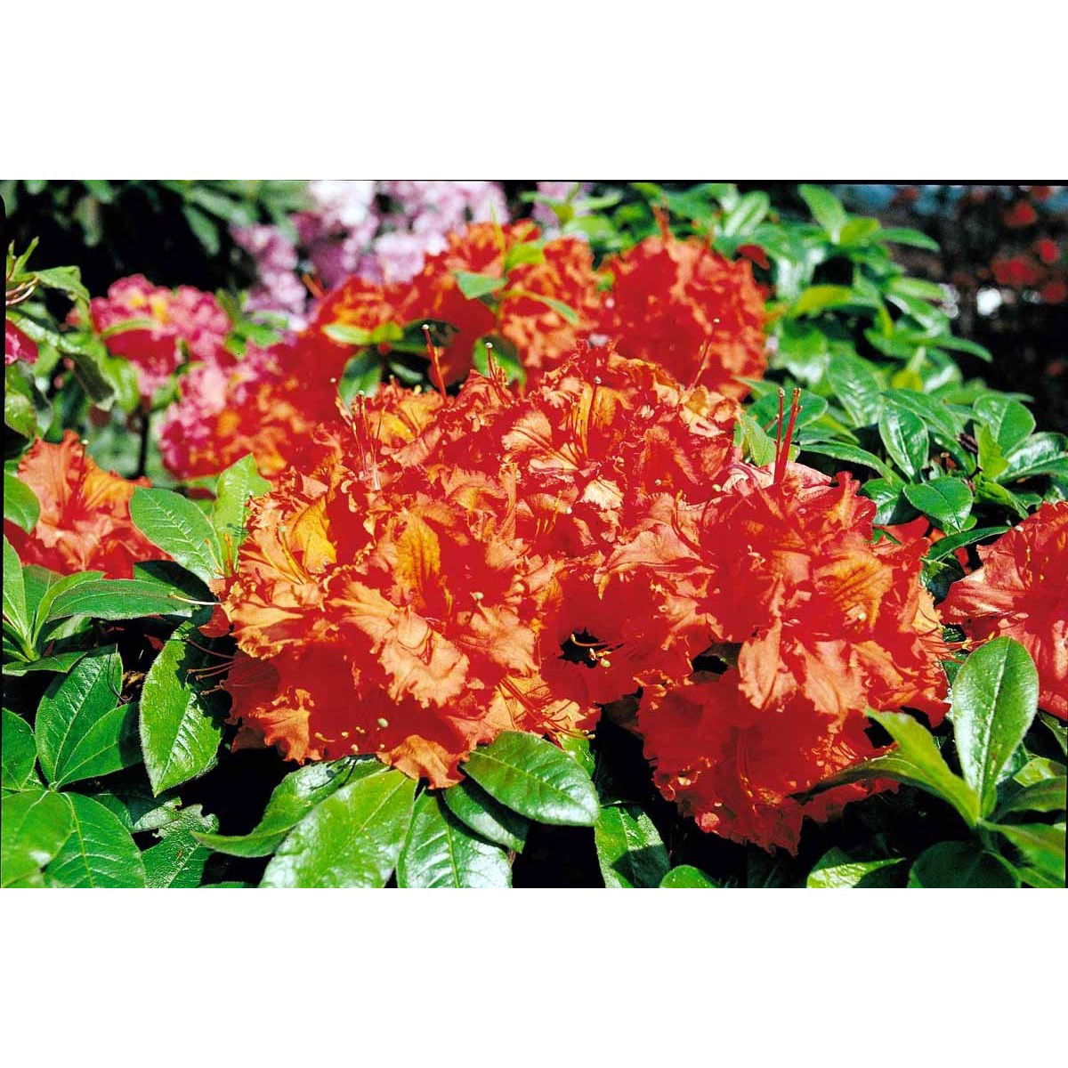 Azalea &apos;Gibraltar&apos;