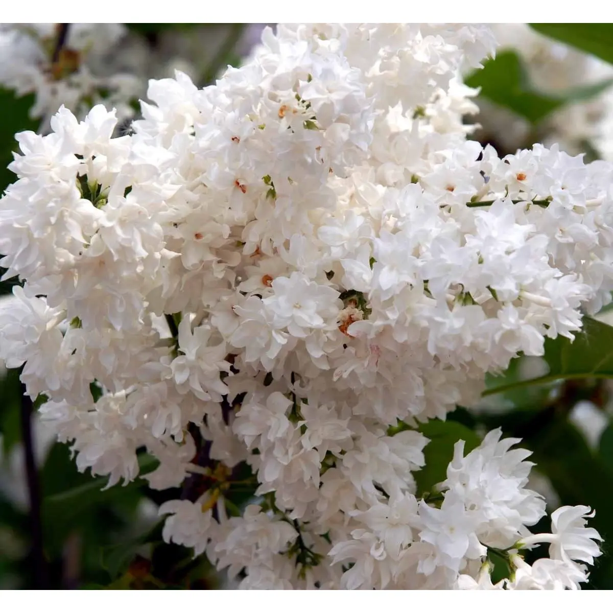 &apos;Beauty of Moscow&apos;