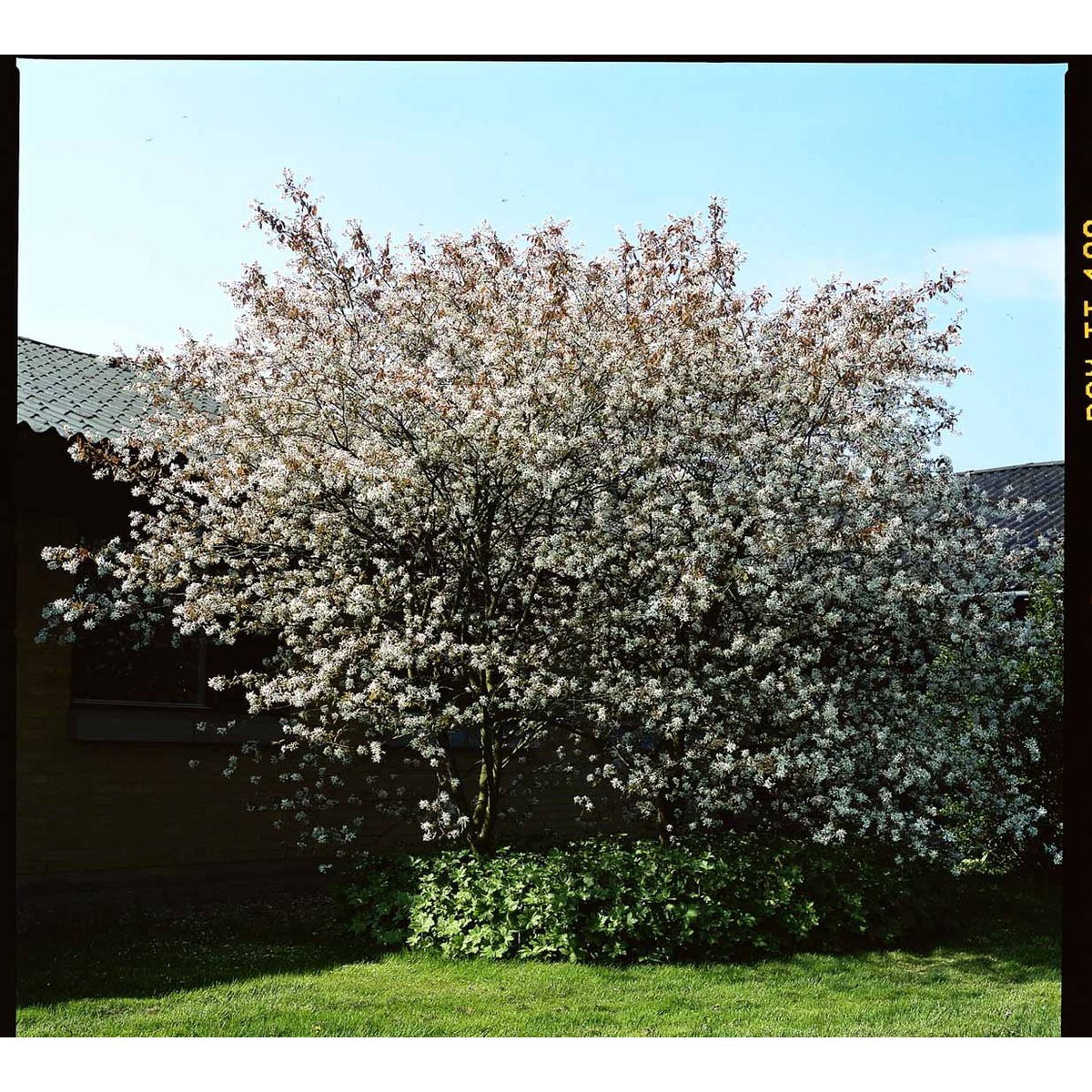 Allegheny Bærmispel