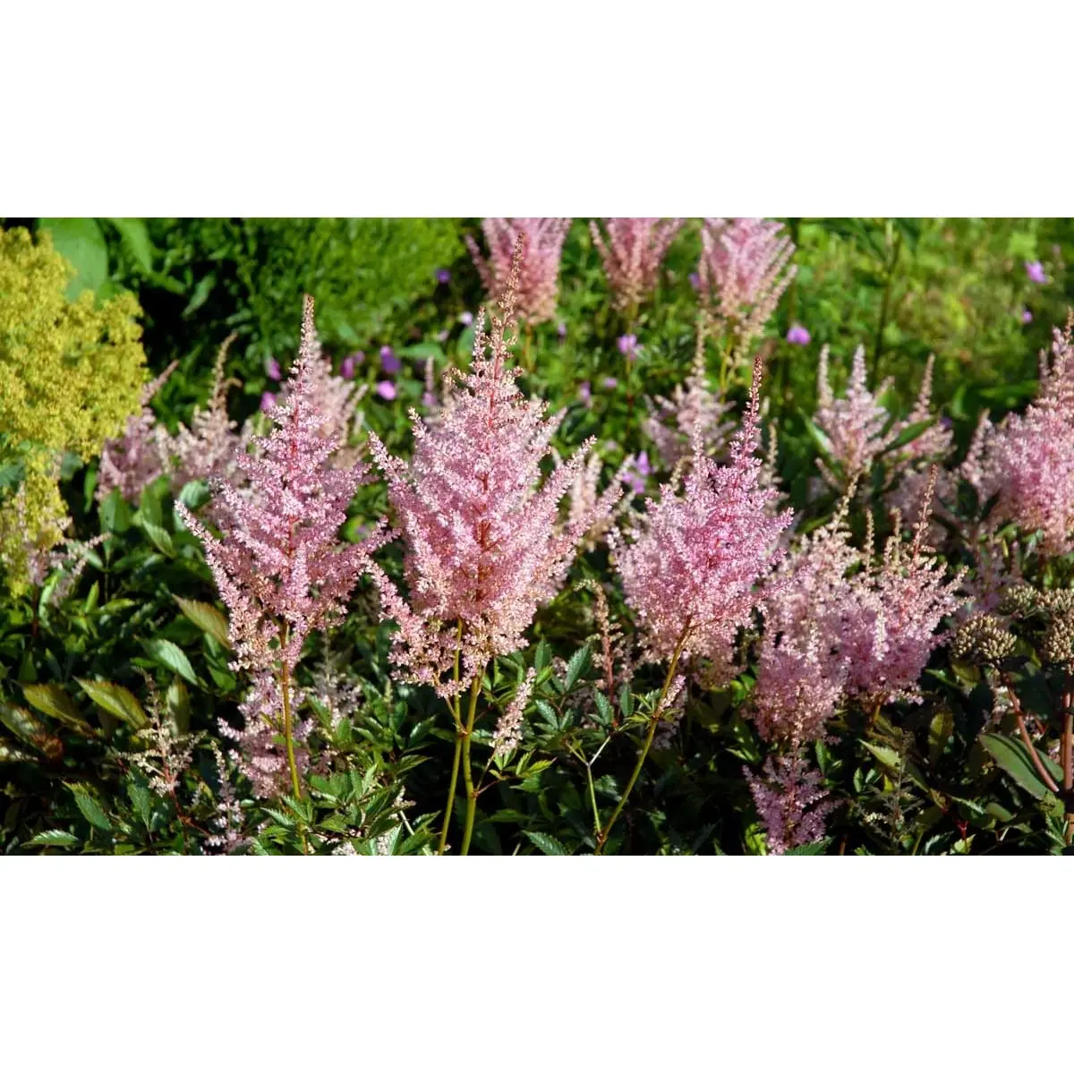 Astilbe 'Erika' - Potte 1 liter