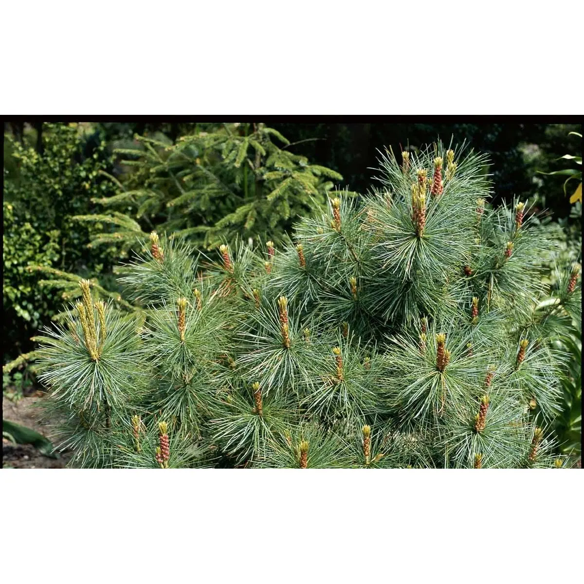 Penselfyr &apos;Glauca&apos;