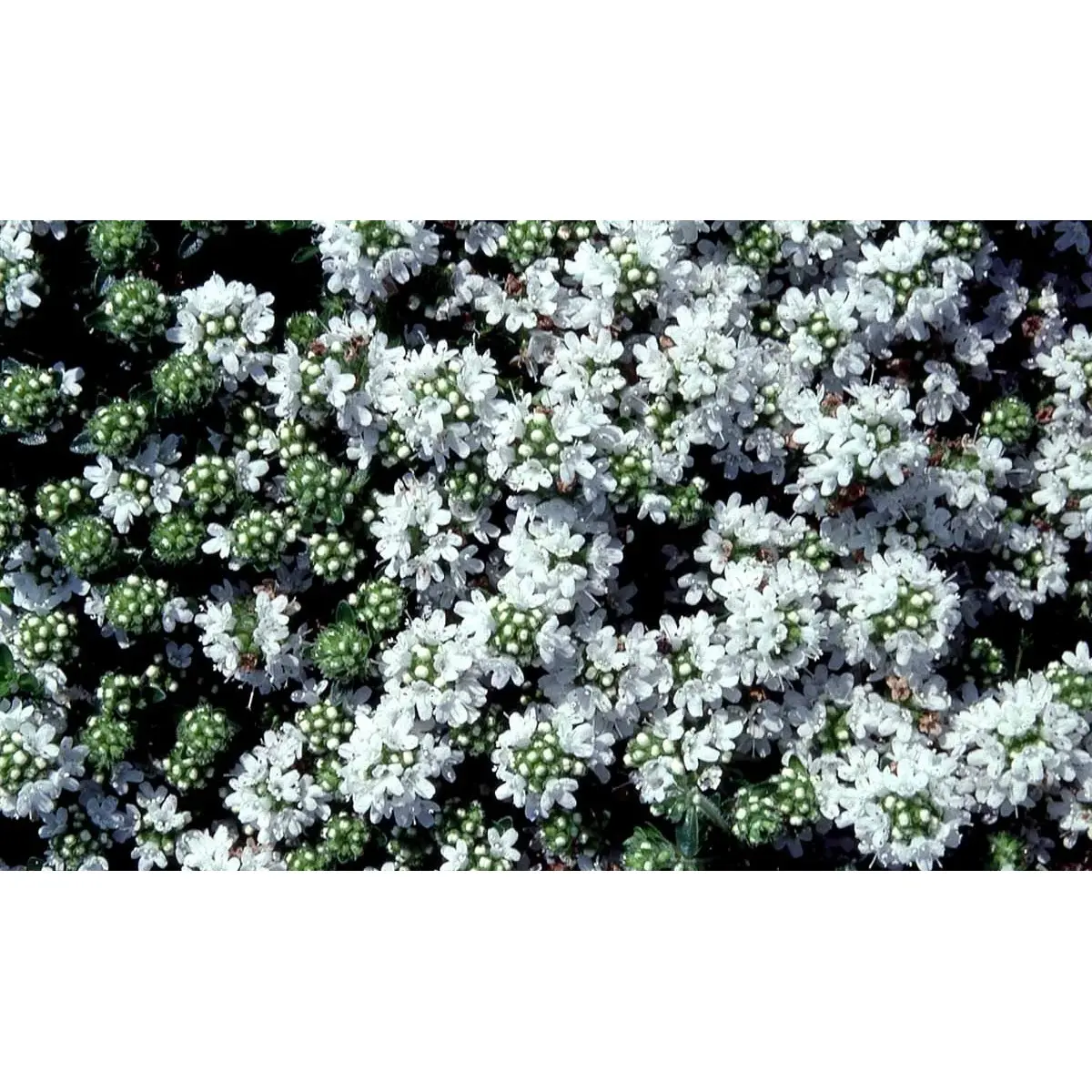 Smalbladet Timian 'Albiflorus' - Potte 0,8 Liter