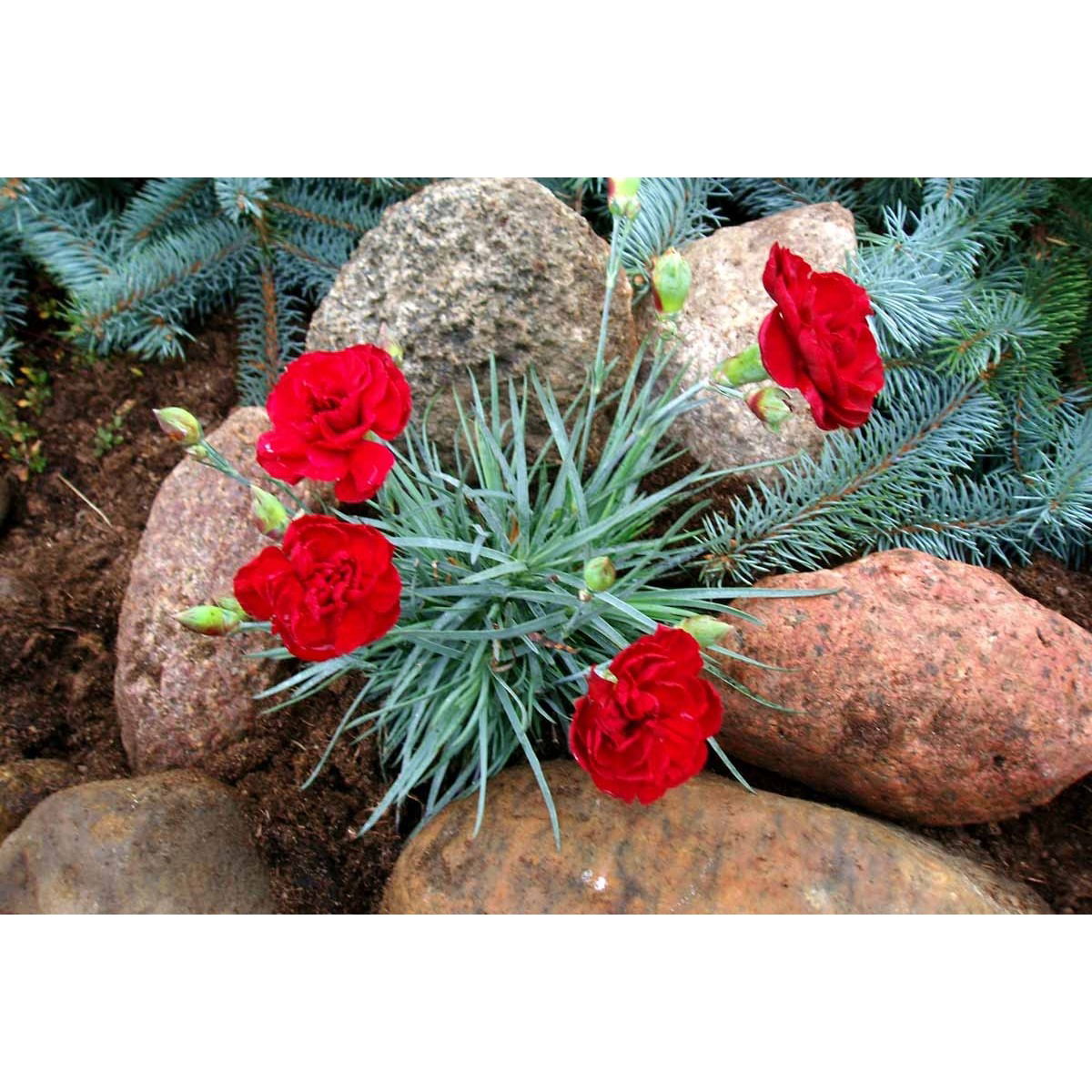 Fjernellike &apos;Desmond&apos;