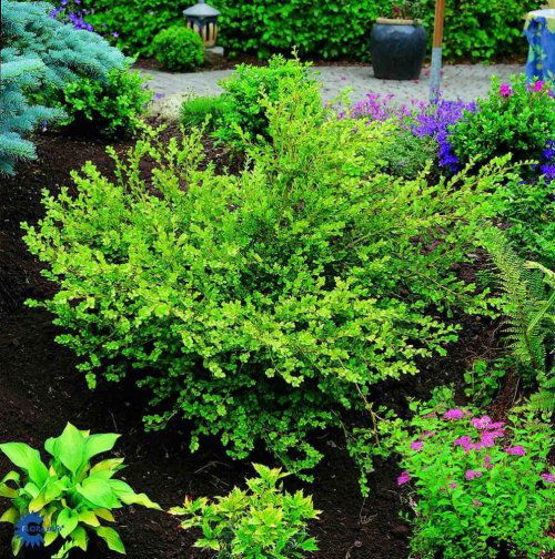Buxus microphylla Tjalfe, Småbladet Buksbom Tjalfe, Stedsegrøn busk med flad udbredt vækst. Højde ca. 1 meter på 10 år. De runde blade er gulliggrønne til lysegrønne. Tjalfe Dafo er sund og hårdfør. Ynder læ og tåler dyb skygge. Velegnet både som bunddækk