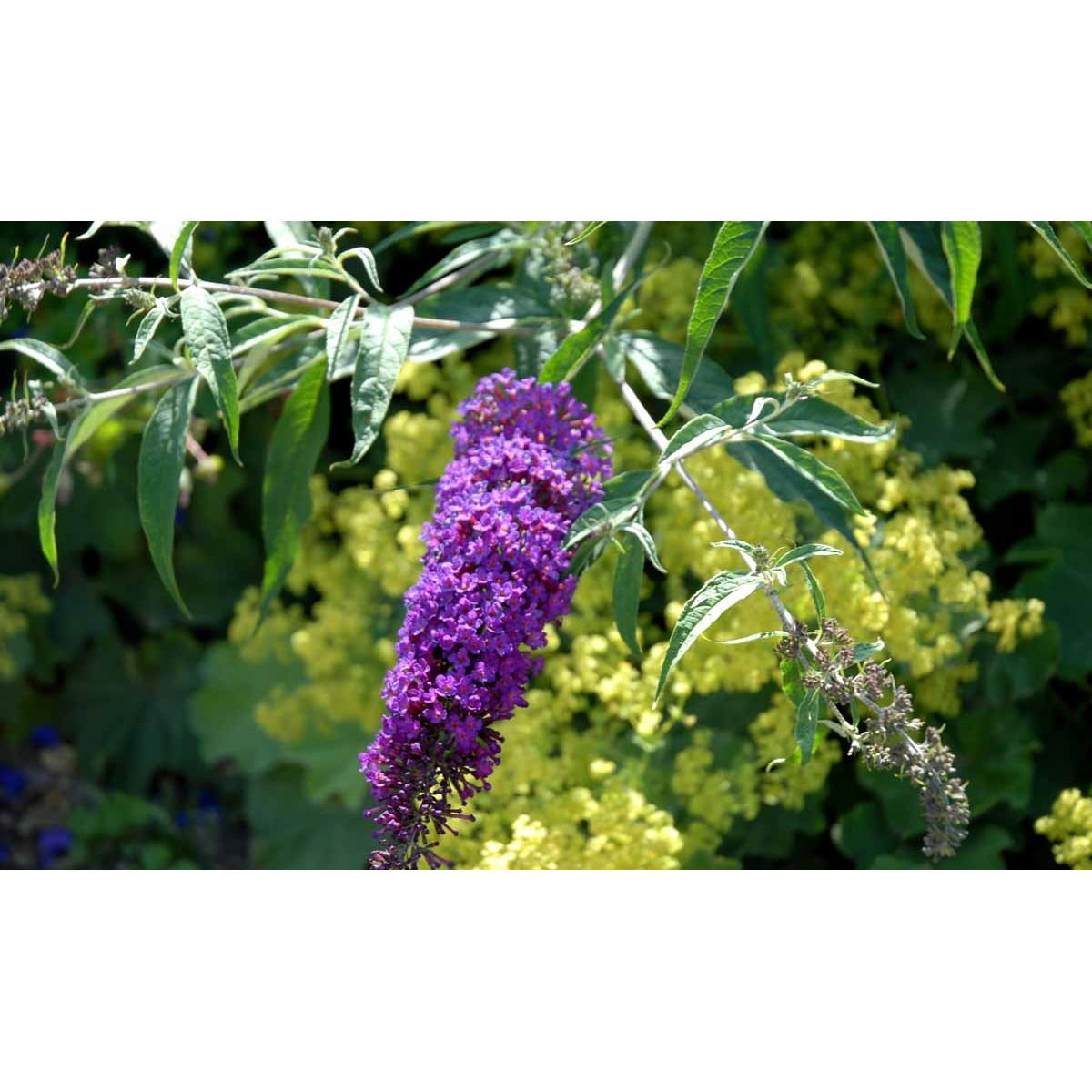 Sommerfuglebusk &apos;Nanhoe Purple&apos;