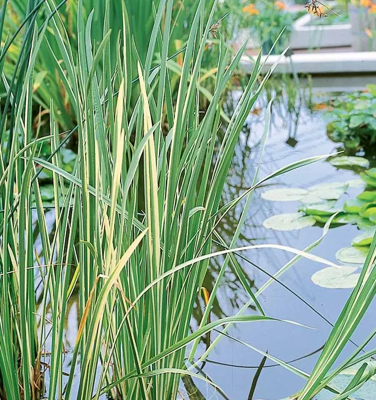 Kalmus 'Argenteostriatus' - Potte 1 liter