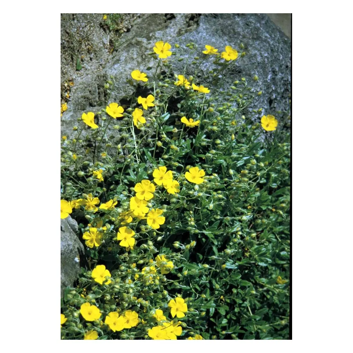 Soløje 'Golden Queen' - Potte 1 liter