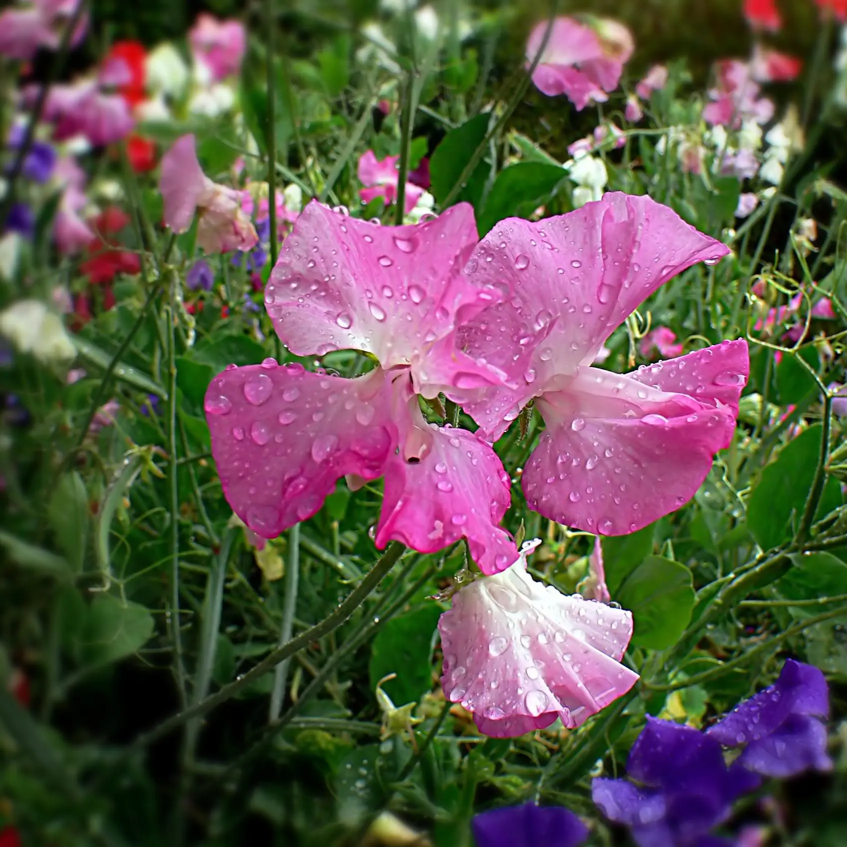 Ærteblomst Royal Mix